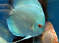 Discus Blue Diamond