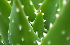 Aloe vera sommité