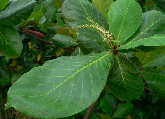 Terminalia cattapa feuilles