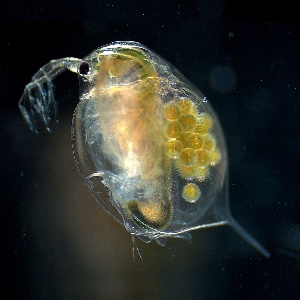 Elevage de daphnie aquarium