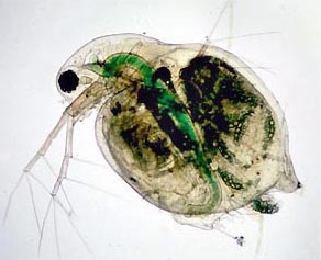 Vue microscopique de Daphnia pulex