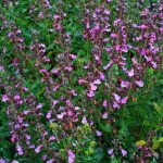  Teucrium_chamaedrys