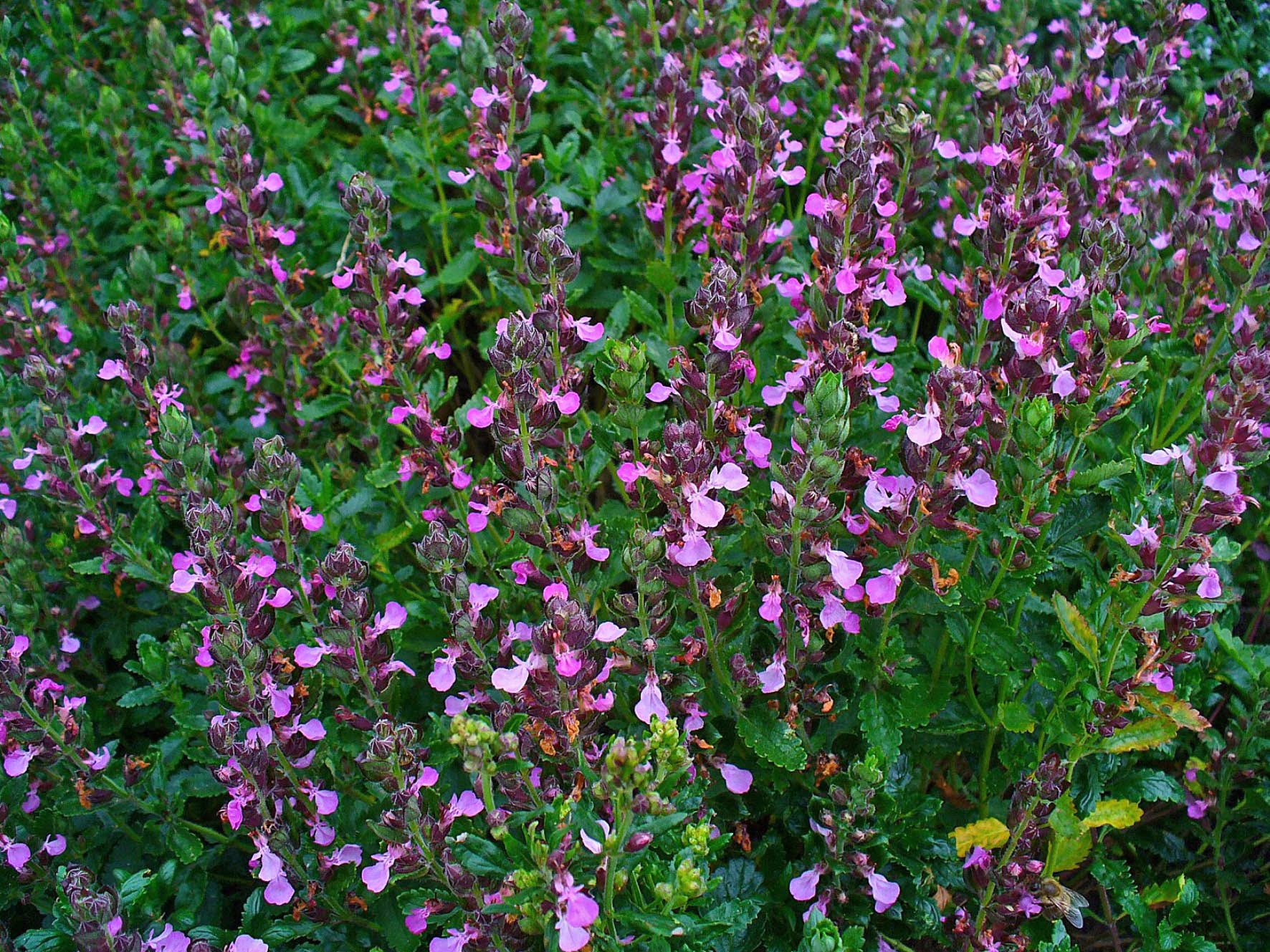 Teucrium_chamaedrys