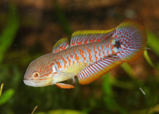 Peacock gudgeon (Tateurndina ocellicauda) - mâle - en aquarium.