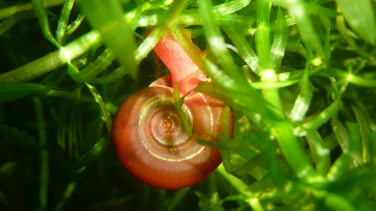 escargot planorbe indispensable pour les aquariums