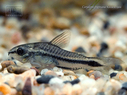 Corydoras pygmaeus mâle