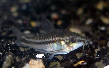 Corydoras Pygmaeus femelle