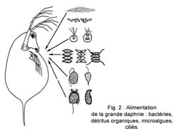 Fig2 - Source alimentaire de la grande daphnie