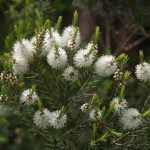 La mélaleuca alternifolia ( arbre à thé ) – Discus