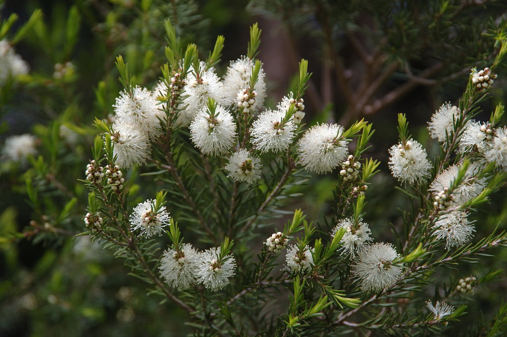 La mélaleuca alternifolia ( arbre à thé ) – Discus